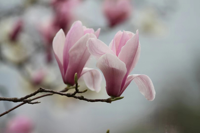 ϣwilliamhill(й)-ٷվ