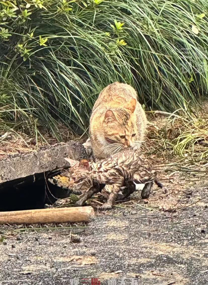 ϣwilliamhill(й)-ٷվ